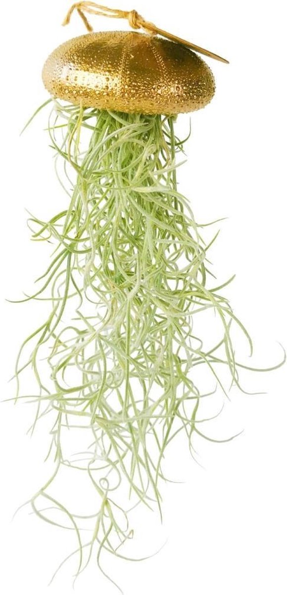 Airplant - Luchtplant -Tillandsia Usneoides - Zeeëgel Goud - Jellyfish - Hangend - Cadeau - Gouden woondecoratie - Goud