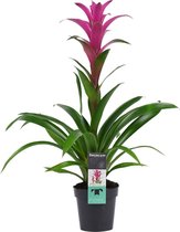 Bromelia Freya "Guzmania" - Hoogte: ↑ 60 cm - Diameter pot: Ø 13 cm - Merk: Decorum