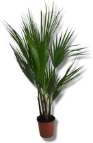 HappyPalm - Washingtonia Robusta Palmboom - 80/110cm - 20/30cm stamhoogte - Plant