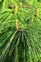Jonge Tranenden boom | Pinus wallichiana | 30-40cm hoogte