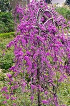 Jonge Afhangende Judasboom | Cercis canadensis 'Lavender Twist | 100-150cm hoogte