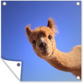 Tuindoek Alpaca - Blauw - Lucht - 100x100 cm