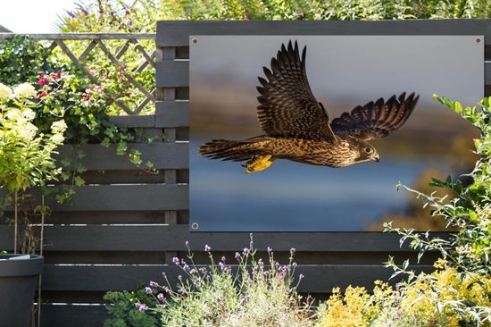 Affiche de jardin Faucon pèlerin - Vol - Oiseaux de proie - 120x80 cm - Jardin