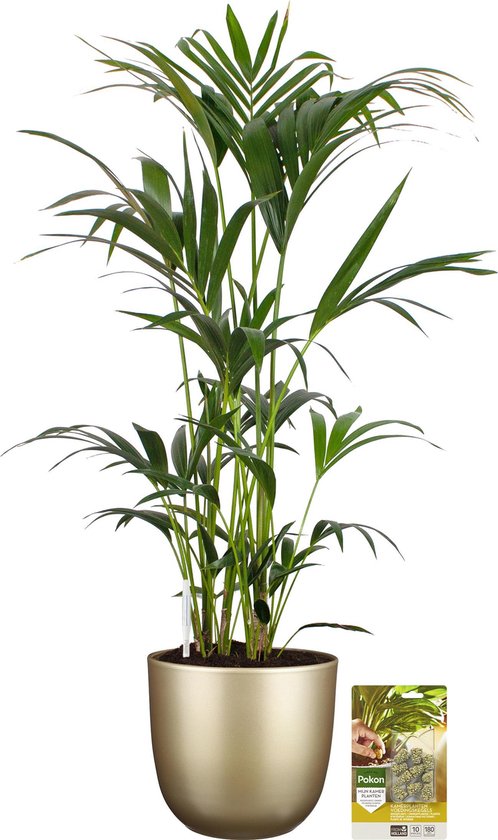 Pokon Powerplanten Kentia Palm 125 cm ↕ - Kamerplanten - in Pot (Mica Tusca, Goud) - Howea Forsteriana - met Plantenvoeding / Vochtmeter