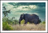 Poster Olifant - Anton van Beek Collectie 50x70 cm