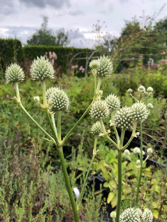 6 x Eryngium yuccifolium Kruisdistel P9 Pot (9 x 9cm) Dima Vaste