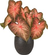 XL Caladium Berries & Burgundy met pot Owen Brown