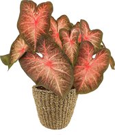 XL Caladium Berries & Burgundy met mand Jip Naturel