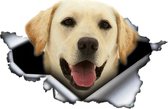 Labrador 3D sticker/laptop/koelkast/auto/boot
