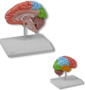 Het menselijk lichaam - anatomie model hersenen, rechter hersenhelft functioneel