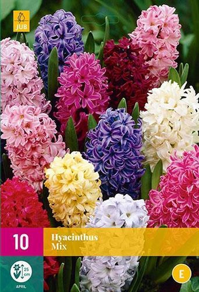 Jub Holland - bloembollen - Hyacint Mix - maat 14/15 - 10 stuks