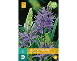 Camassia leichtlinii Caerulea 14 / + cm bloembol per 2