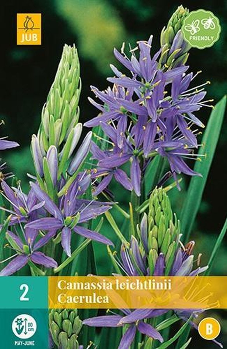 Camassia leichtlinii Caerulea 14 / + cm bloembol per 2