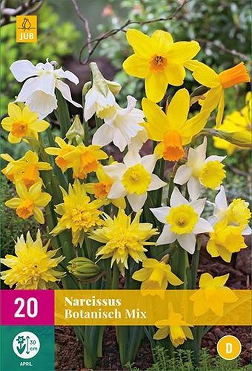 Jub Holland - bloembollen - Narcissen Botanisch Mix - maat 10/12 - 20 stuks