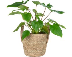 QUVIO Plantenmand met handvaten / Bloempotten voor binnen / Bloempotten / Bloempotten voor buiten / Bloempot buiten - 25 x 20 cm (dxh)