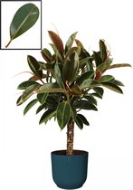 Mama's Planten - Ficus Elastica ‘Melany’ In ELHO Vibes Fold Rond Sierpot  (diepblauw) - Vers Van De Kweker - ↨ 90cm - ⌀ 22cm