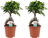 FloriaFor - Duo Ficus Ginseng Bonsai Geënt - - ↨ 30cm - ⌀ 12cm