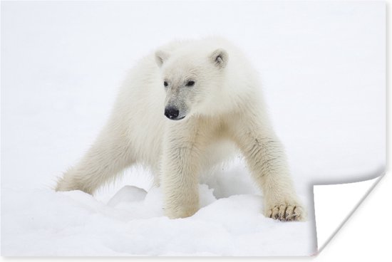 Poster Ours polaire dans la neige 120x80 cm - Tirage photo sur Poster (décoration murale salon / chambre) / Poster Animaux