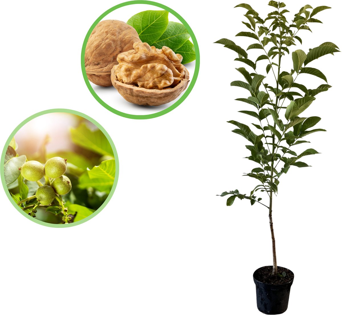 Walnoot / Okkernoot 100-125 cm (in pot) - Juglans regia - Ø23 cm - groei eetbare noten - snelle groeier - weinig onderhoud
