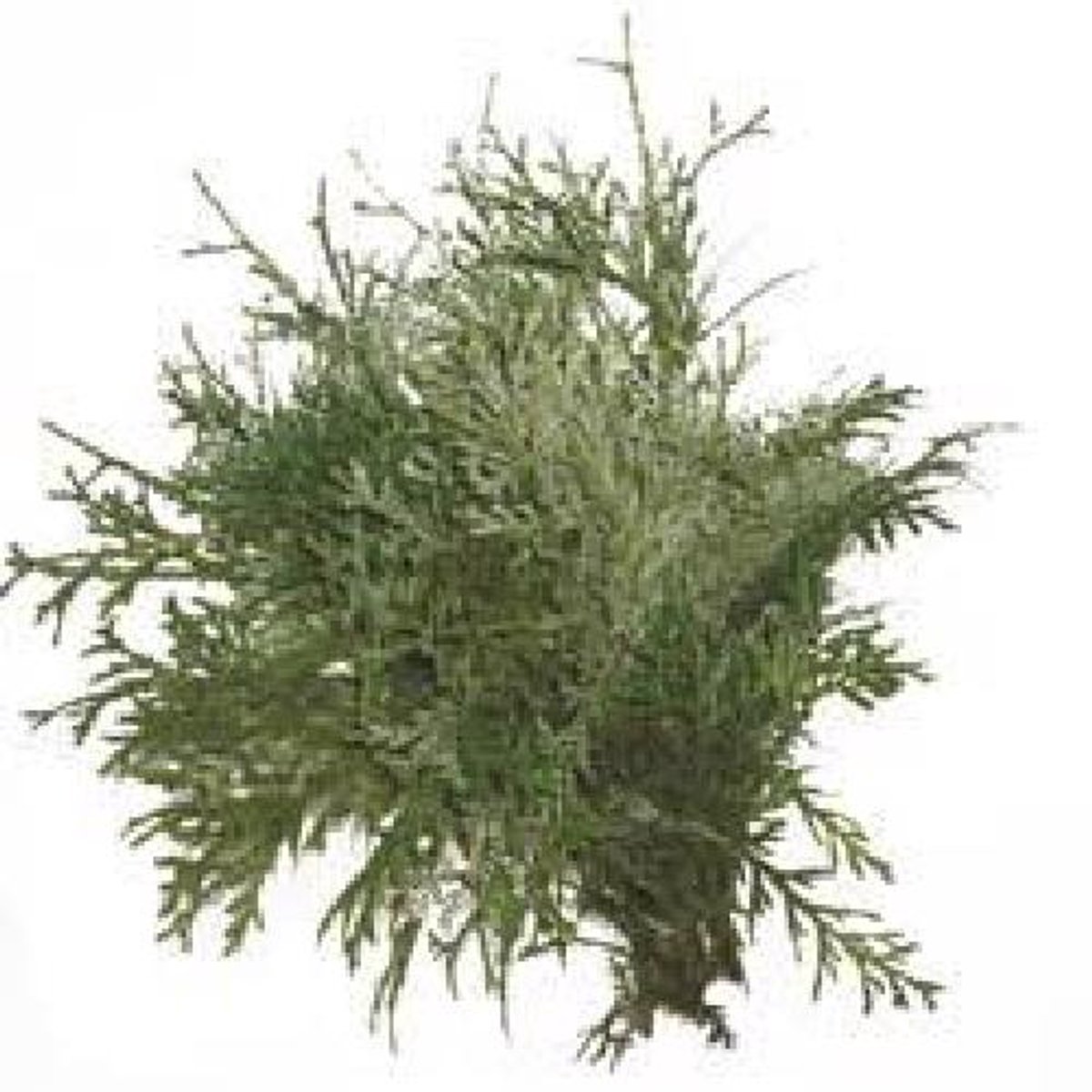 4x Ko thujopsis dolabrata 40cm
