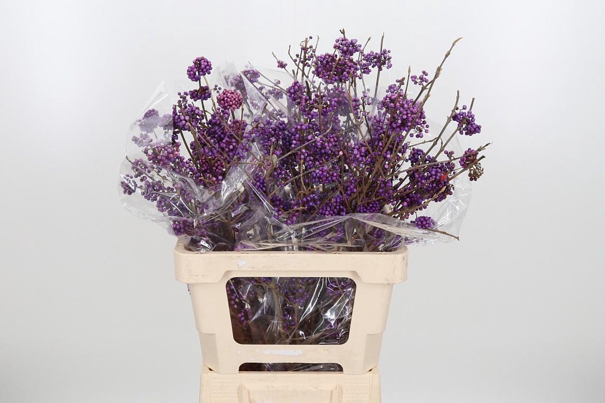 10x Callicarpa profusion 60cm