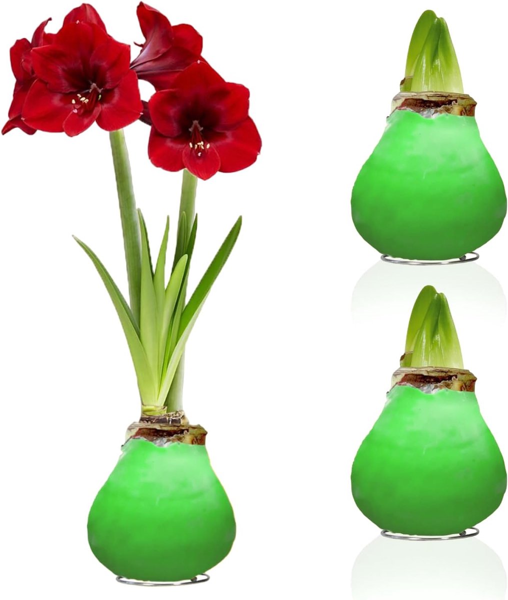 Amaryllis Bollen in Wax - Green - Bloembollen - 2 stuks - Groen - Bloem bollen - No Water Flower