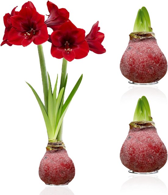 Amaryllis: kweken uit zaad en zelf vermeerderen - Agri World
