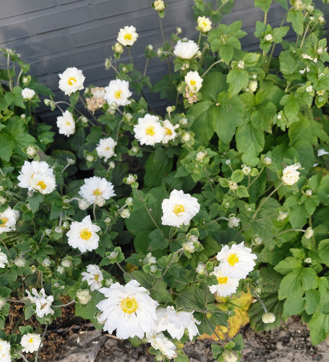6 stuks - Anemone hybrida 'Honorine Jobert' – Herfstanemoon in pot 9X9 - witte bloemen