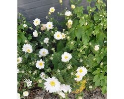 6 stuks - Anemone hybrida 'Honorine Jobert' – Herfstanemoon in pot 9X9 - witte bloemen