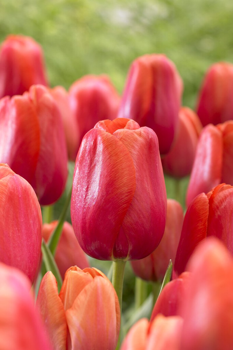 Tulp Avignon | 10 stuks | Tulpenbollen