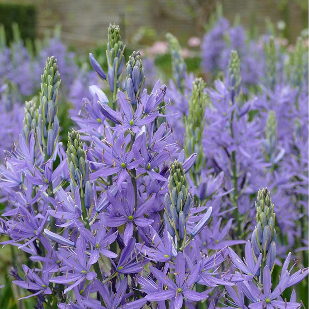 50 x Camassia quamash: prachtige Prairielelie voor in de tuin