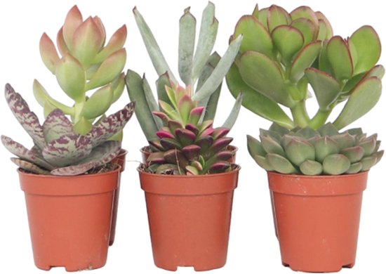 Plant in a Box - Mix van mini-vetplanten - Mix van 6 stuks Vetplanten - Echte Planten - Decoratief en Makkelijk te Onderhouden - Pot 5,5cm - Hoogte 5-10cm