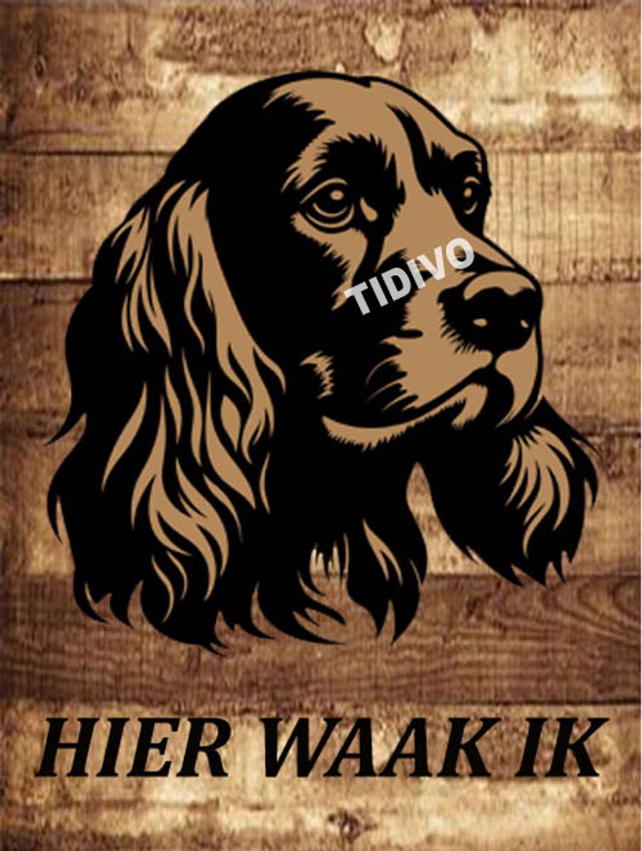 Amerikaanse Cocker Spaniel 20