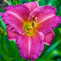 Roze paarse daglelie met gele en oranje accenten in het midden.