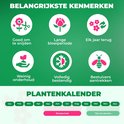 Iconen: bloem schikken, bloeiperiode, elk jaar terug, weinig onderhoud, vorstbestendig, bijen aantrekken. Plantenkalender met bloeiperiode en planttijd.