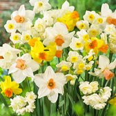Narcissen Bloembollen Winterhart - Budget Mix - 25 stuks - Geel & Wit - Bloem Bollen Mix - Paasbloemen Meerjarig