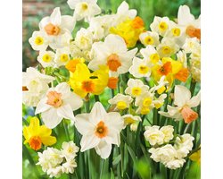 Narcissen bloembollen budgetmix