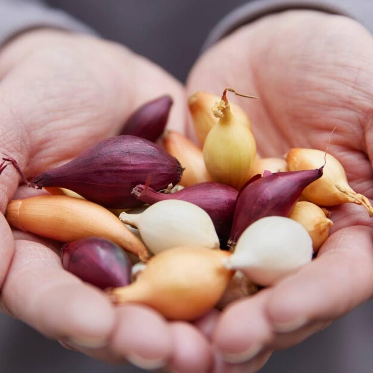 Ui bol om te plant - Uibollen - Tricolor - Bloembollen - 1000 gram - Meerkleurig - Voor de Moestuin