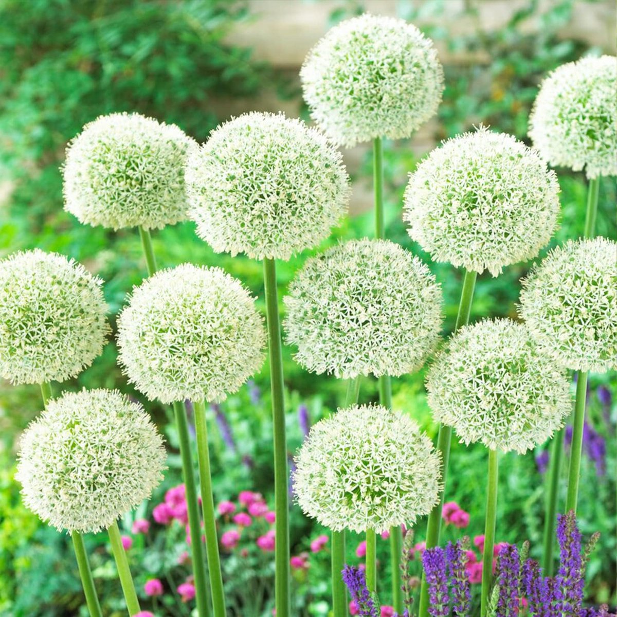 Allium Bloembollen Winterhard - Sierui - White Giant - 5 stuks - Wit - Bloem bollen - Mix Meerjarig