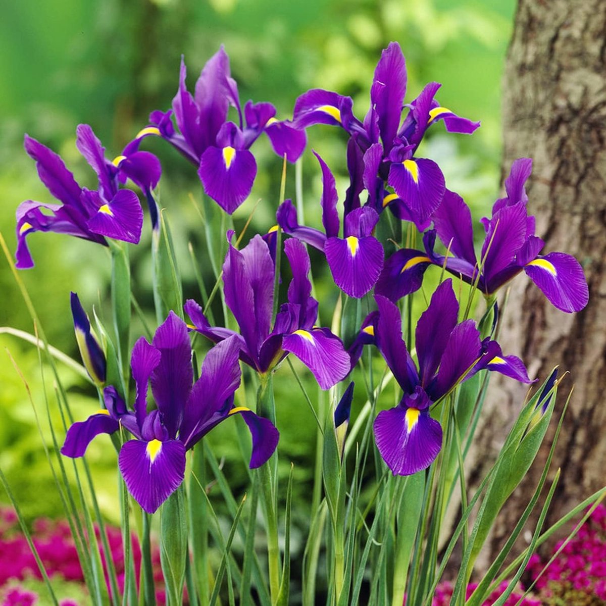 Iris Bloembollen Winterhard - Purple Meadow Mix - 50 stuks - Meerkleurig - Bloem bollen - Meerjarig Mix