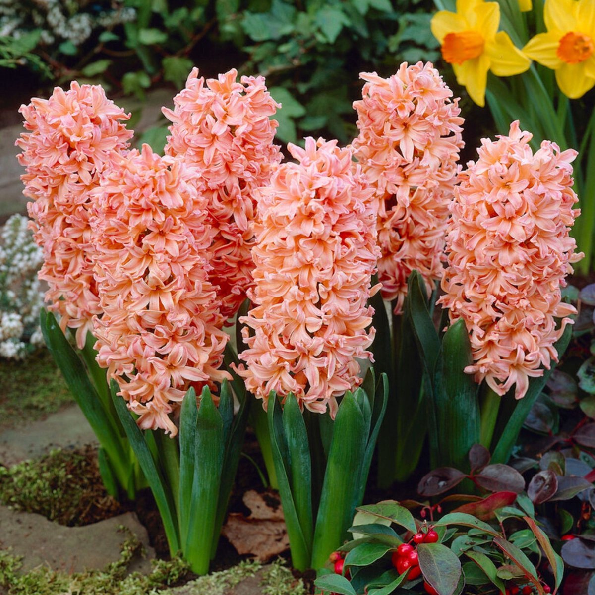 Hyacint (Hyacinthus) - Gipsy Queen - hus - Bijen-Vlinders - Snijbloemen - Geurend - Voorjaarsbollen - bloeit in Maart / April / Mei