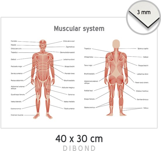 Anatomische kaart Dibond | Muscular System | 40 x 30 cm | Wanddecoratie | Latijnse namen | Spierstelsel | Anatomie | Menselijke spieren | Muurdecoratie | Medisch | Dokter | 1 stuk
