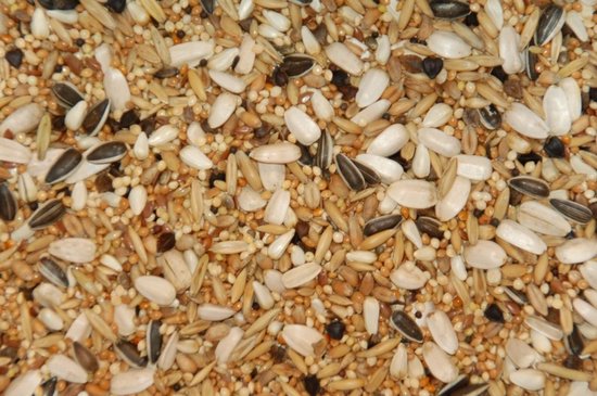 Een mix van vogelzaad met zonnebloempitten, gerst, gierst en andere granen in verschillende bruin-, wit- en zwarttinten.