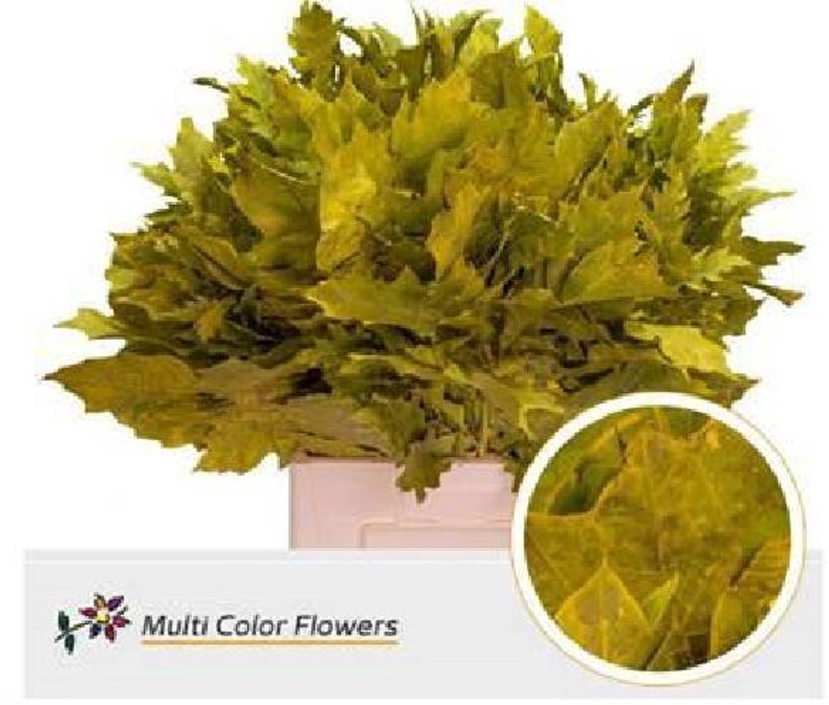 20x Sg quercus geel 80cm