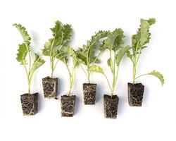 Boerenkool plantjes - 12 planten - wintergroente - nu planten, oogsten vanaf oktober tot en met maart