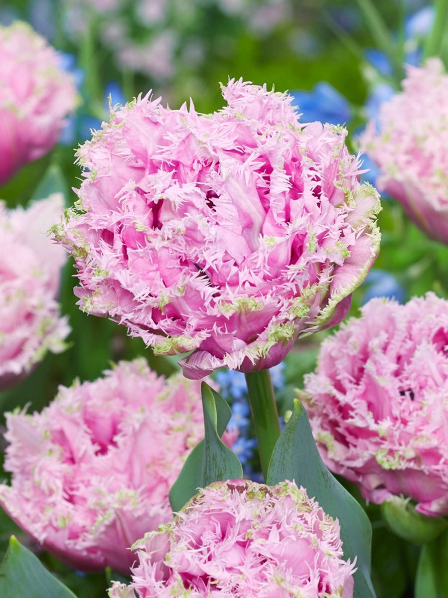 15x Tulpen 'Cairns' - BULBi® Bloembollen met bloeigarantie