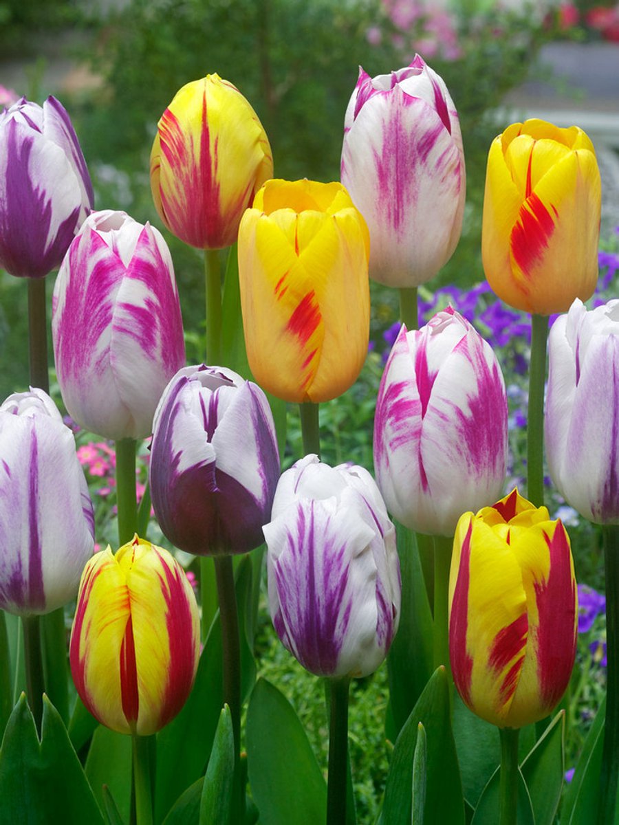 20x Tulpen 'Rembrandt gemengd' - BULBi® Bloembollen met bloeigarantie