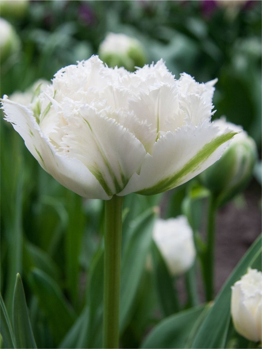 10x Tulpen 'Snow crystal' - BULBi® Bloembollen met bloeigarantie