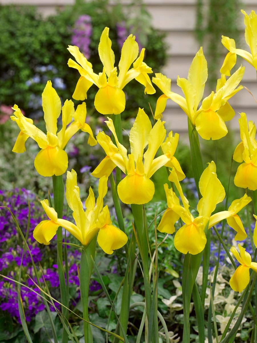 25x Iris 'Iris golden harvest hollandica' - BULBi® Bloembollen met bloeigarantie