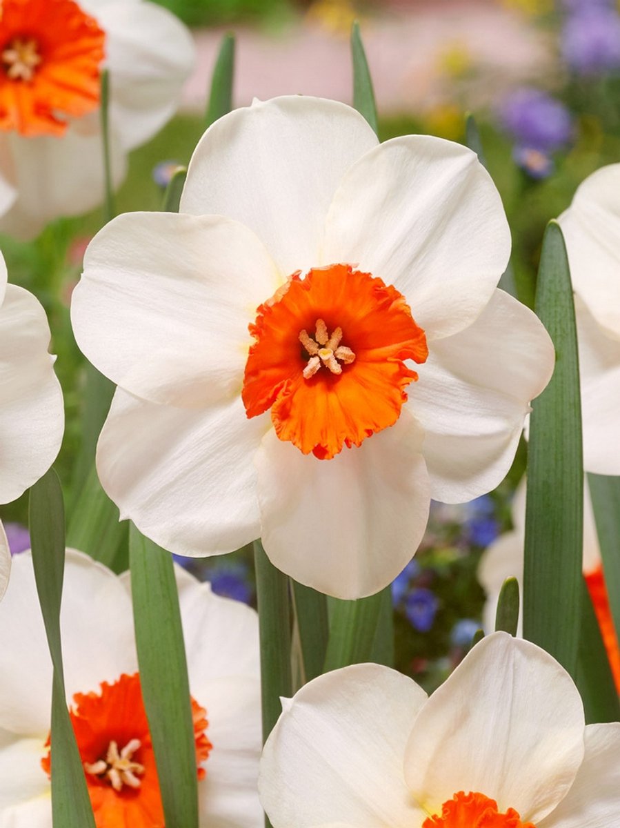 15x Narcissen 'Barret browning' - BULBi® Bloembollen met bloeigarantie